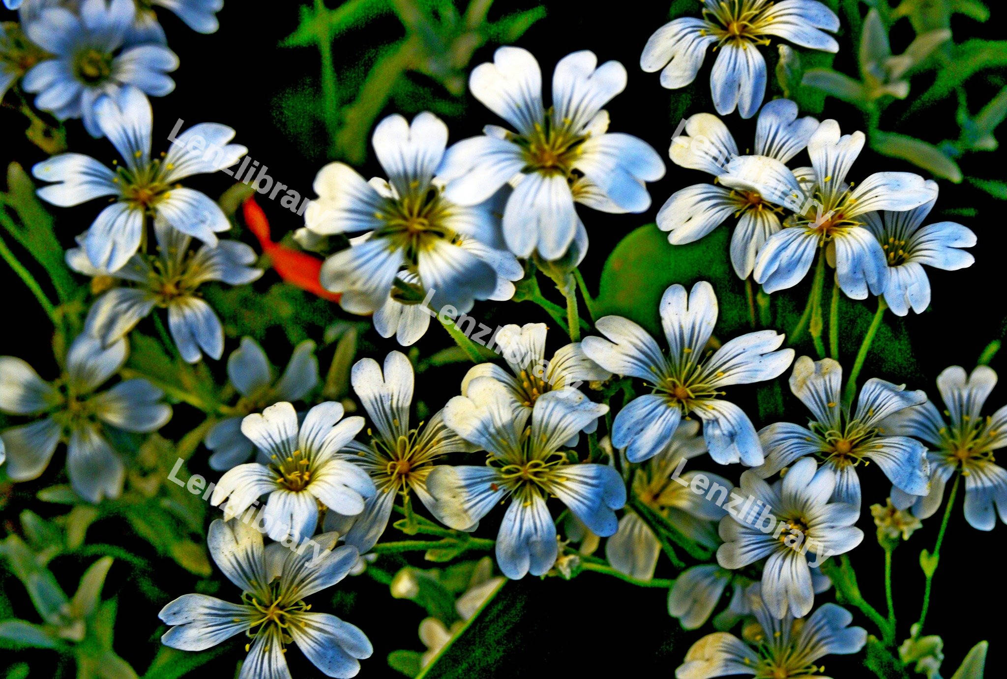 Stitchwort Flowers